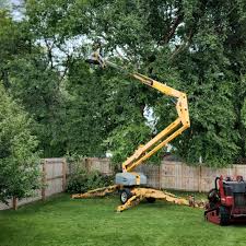 Trusted Allentown, PA Tree Services Experts